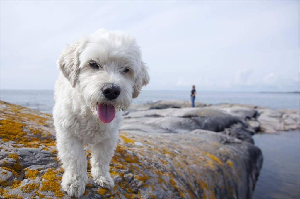 比熊犬的标准体重是多少斤，你清楚吗？