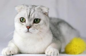 折耳猫发病的先兆症状？怎么照顾折耳猫？（照顾折耳猫的方法）