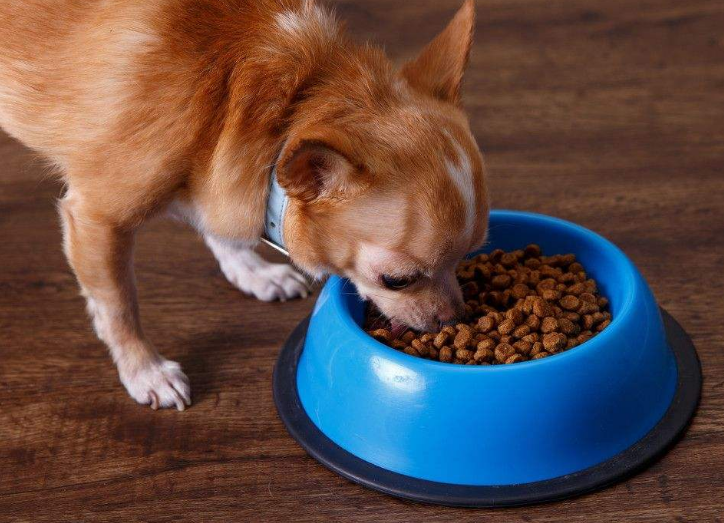 狗狗一顿饭要吃多少才够饱？狗狗吃米饭好还是狗粮好呢？