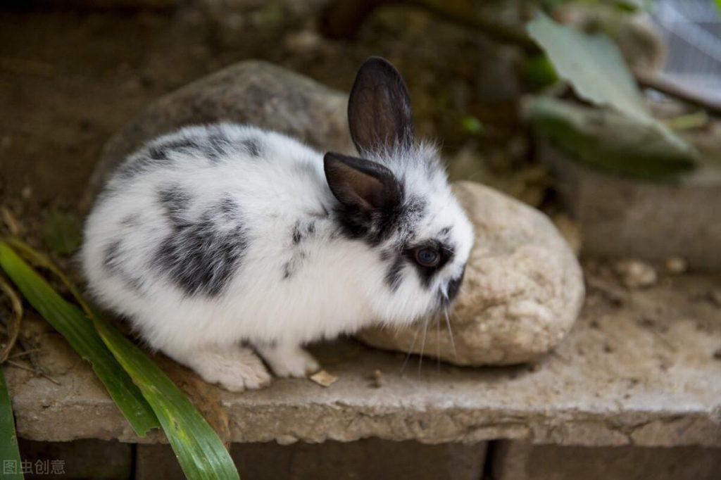 垂耳兔吃多少兔粮？怎么选择兔粮？