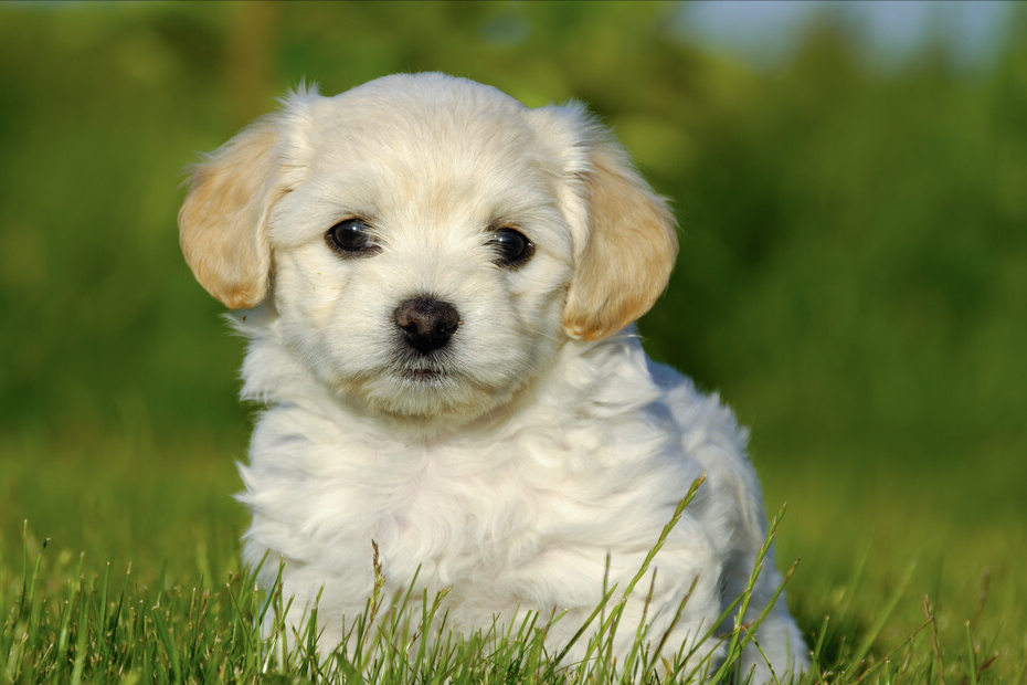 比熊犬的标准体重是多少斤，你清楚吗？