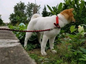 为什么中华田园犬做不了警犬？
