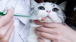 猫咪经常流泪是什么原因引起的？猫咪眼部疾病的治疗及日常护理
