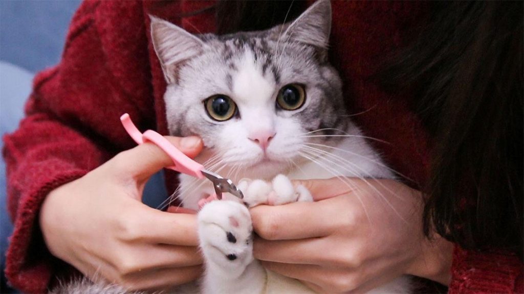 猫咪为什么不让人摸它的爪子？猫咪不让人摸它的爪子的秘密