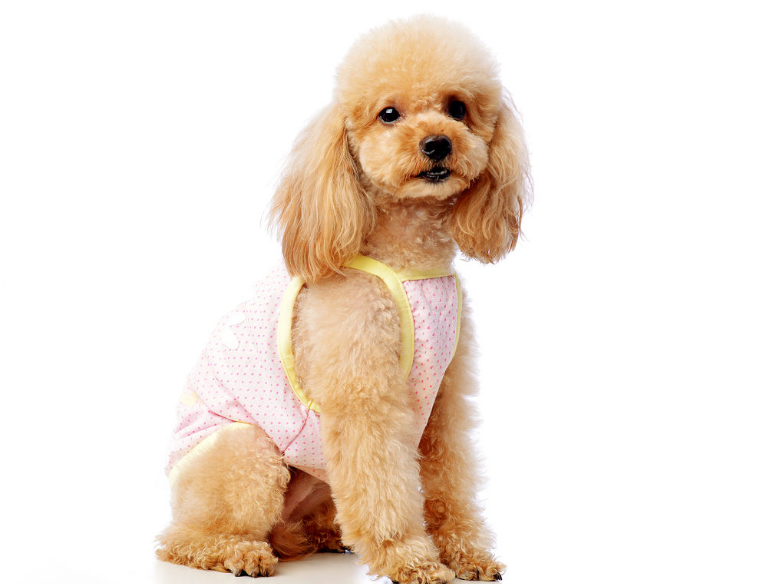 如何科学的喂养泰迪犬？正确照顾泰迪犬的方法