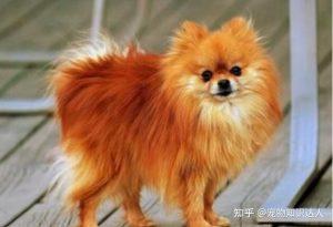 博美犬喜欢主人的表现是什么？
