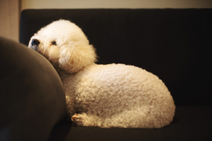 比熊犬好养吗？比熊犬的优点多吗？