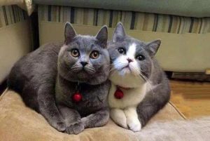 虎斑猫和美短的区别是什么？肉眼可见的区别差异