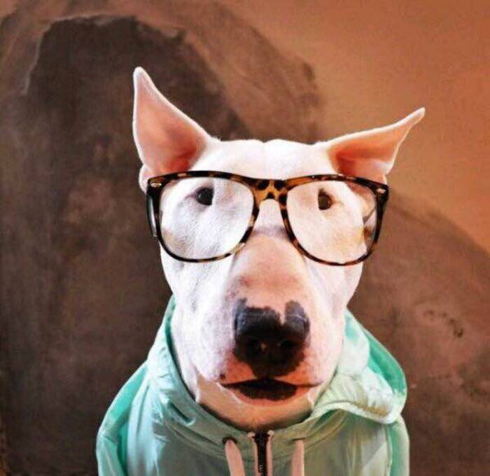推荐几种很好打理的短毛犬,不用考虑打理毛发问题,太容易养了! 推荐几种很好打理的短毛犬,不用考虑打理毛发问题,太容易养了!