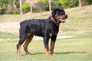 中国十大禁犬杜宾犬和藏獒上榜，忠犬八公也在其中