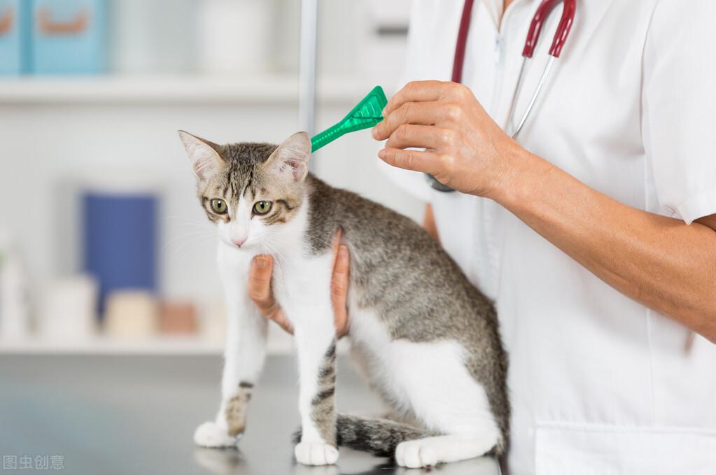 猫咪身上有跳蚤怎么去除?教你5个小偏方,简单有效 猫咪身上有跳蚤怎么去除?教你5个小偏方,简单有效
