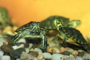 18种常见的乌龟，都有自己的特色