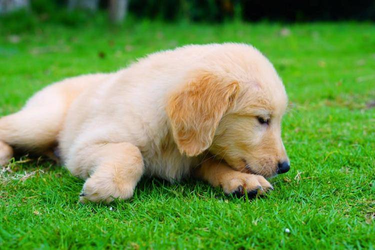 如何喂养金毛幼犬?这六个注意事项,铲屎官要重视 如何喂养金毛幼犬?这六个注意事项,铲屎官要重视