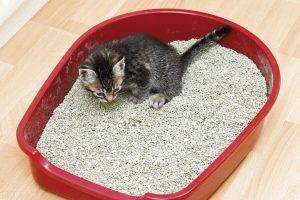 多长时间为猫咪换一次猫砂？猫砂多久更换？