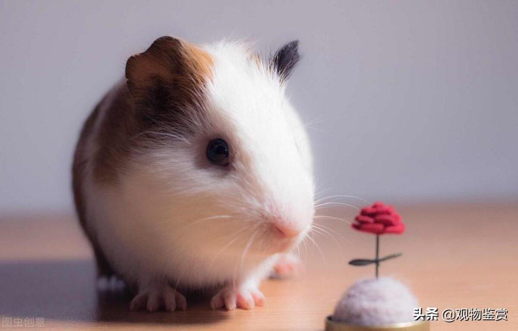 荷兰猪是最受欢迎的宠物鼠类之一，荷兰猪该怎么养？