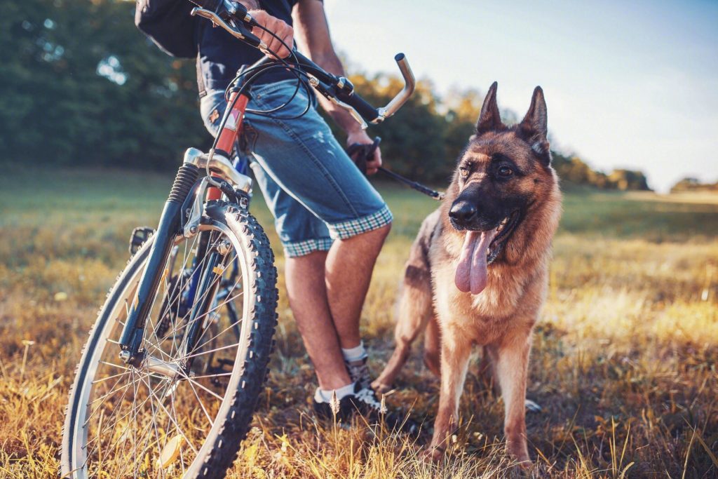 德国牧羊犬价格一路下跌，为何养它的人却少了？