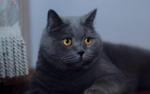关于发腮的小知识：英短蓝猫怎么发腮？