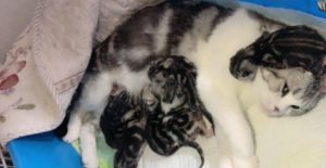 母猫分娩预兆是怎么样的？猫妈妈什么时候进入预产期？