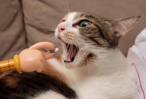 猫猫一直在吐怎么办？可能猫咪的肠胃受刺激了