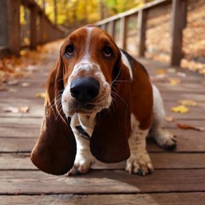 有什么狗狗的耳朵很大？耳朵大的狗狗品种是什么？