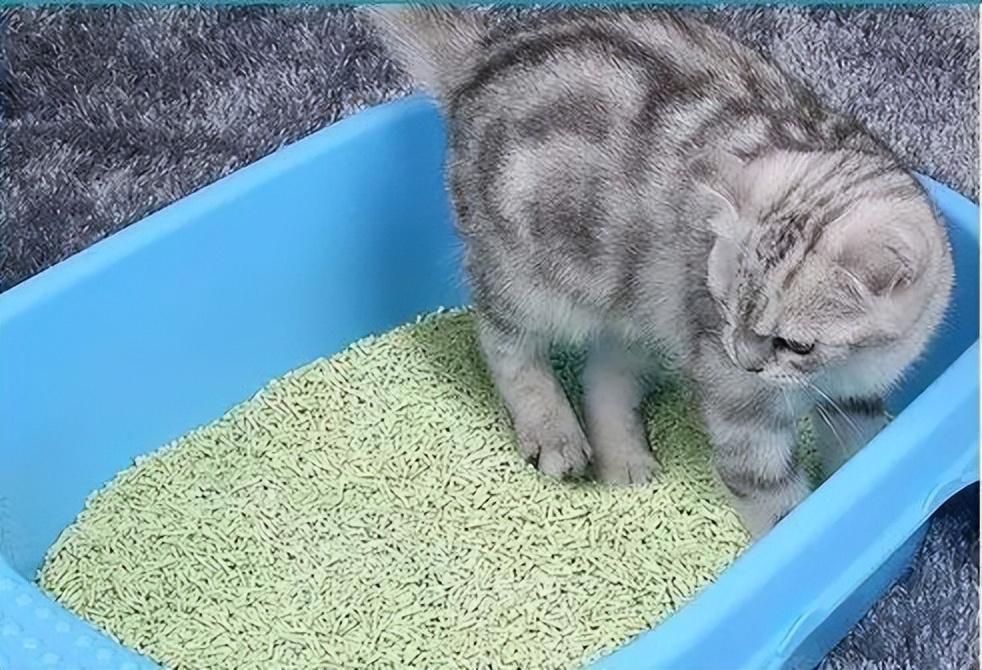 猫一个月用多少猫砂是正常的？你家猫废猫砂吗？