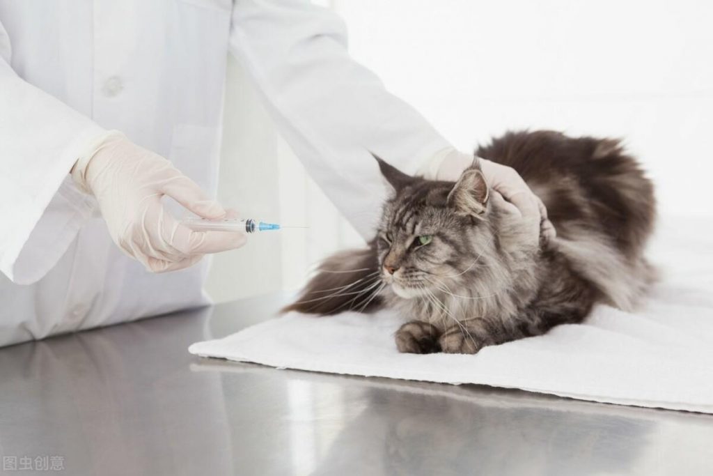 如何给猫打针及常用的猫疫苗介绍,打针的正确方法 如何给猫打针及常用的猫疫苗介绍,打针的正确方法