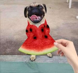 狗狗可以吃橘子吗？狗狗可以吃什么水果呢？