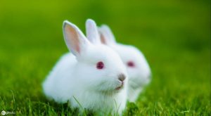兔子是会假死的，假死后多久可以恢复？兔子的眼睛和口腔遇到水会苏醒