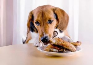 新手养狗：狗狗饮食清单