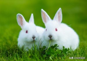 兔子能活多久？怎么才能让兔子活更久？