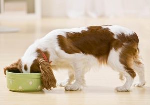狗狗经常打嗝是食物问题，如何帮狗狗应对打嗝？狗狗打嗝的应对措施