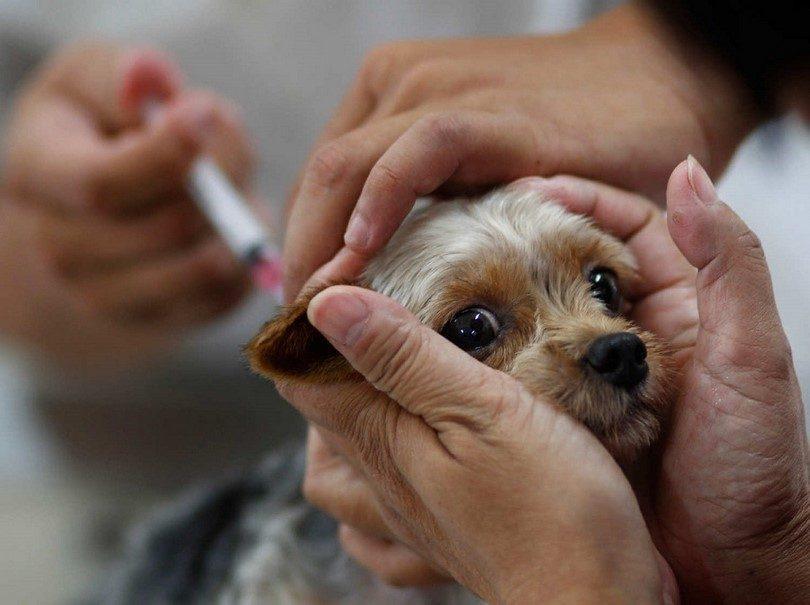 狗狗接种疫苗后会有什么反应？一般有3种反应，第3种要特别留意