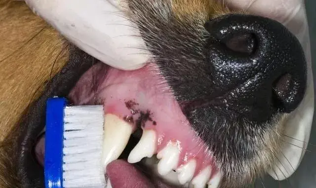 狗狗遇到牙结石应该何如预防和治疗呢？狗狗有牙结石的预防和治疗方式