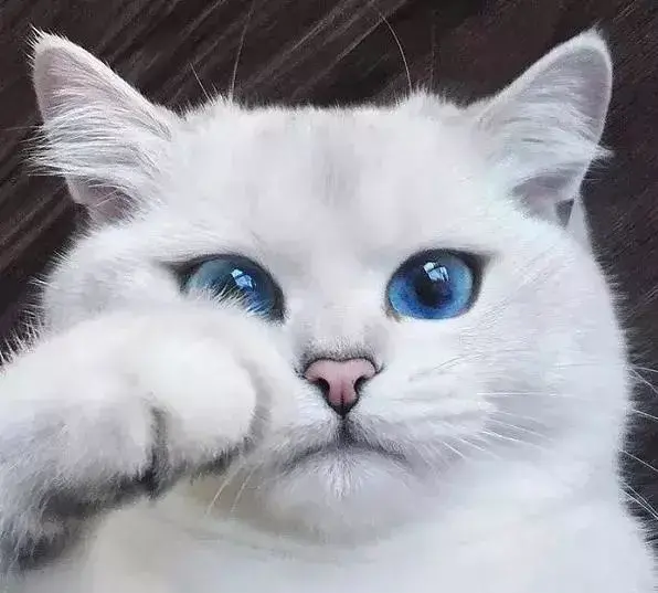 猫咪经常流泪是什么原因引起的？猫咪眼部疾病的治疗及日常护理