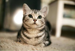 纯种“美短猫”才有的7个特征，那么如何挑选一只纯种的美短猫呢？
