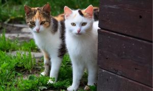 公猫跟母猫有什么区别？公猫跟母猫的不同之处