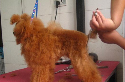 泰迪犬具体的修剪毛发步骤是什么？修剪毛发的时候具体的修剪步骤