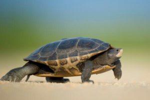 乌龟吃什么长得快？多大才会下蛋？