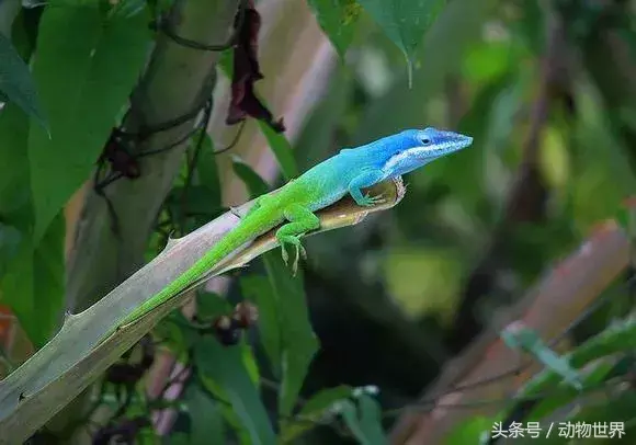 世界上10种漂亮的蜥蜴图片