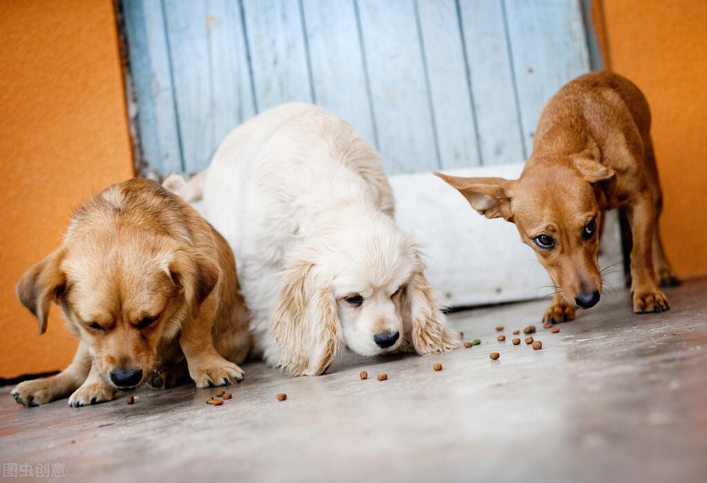 怎么知道狗狗是否吃饱？狗狗一天吃几顿最健康？
