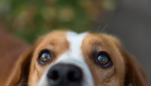 狗狗结膜炎的有什么症状？狗狗3种眼睛炎症情况，会导致眼睛红肿，可能影响视力