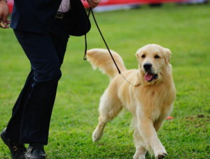 纯种的“金毛犬”大概多少钱？有什么特征