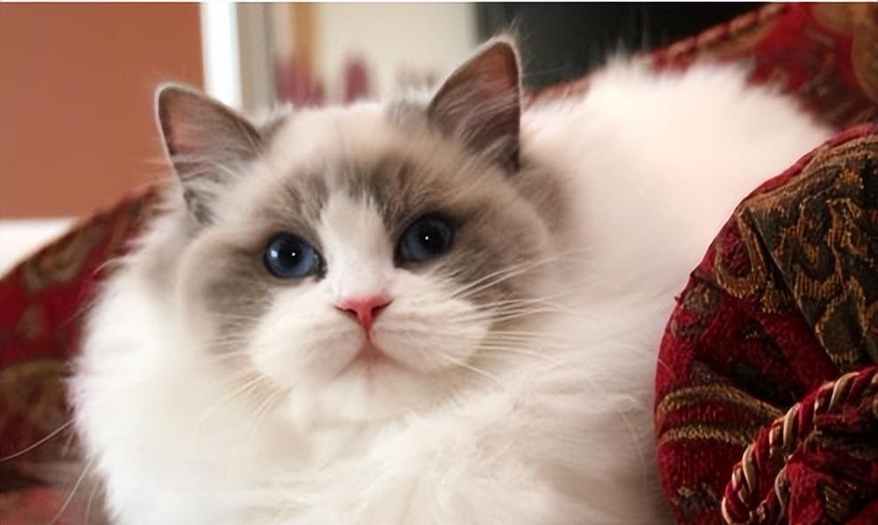 布偶猫绝育手术多少钱？带布偶猫做绝育需要准备什么呢？