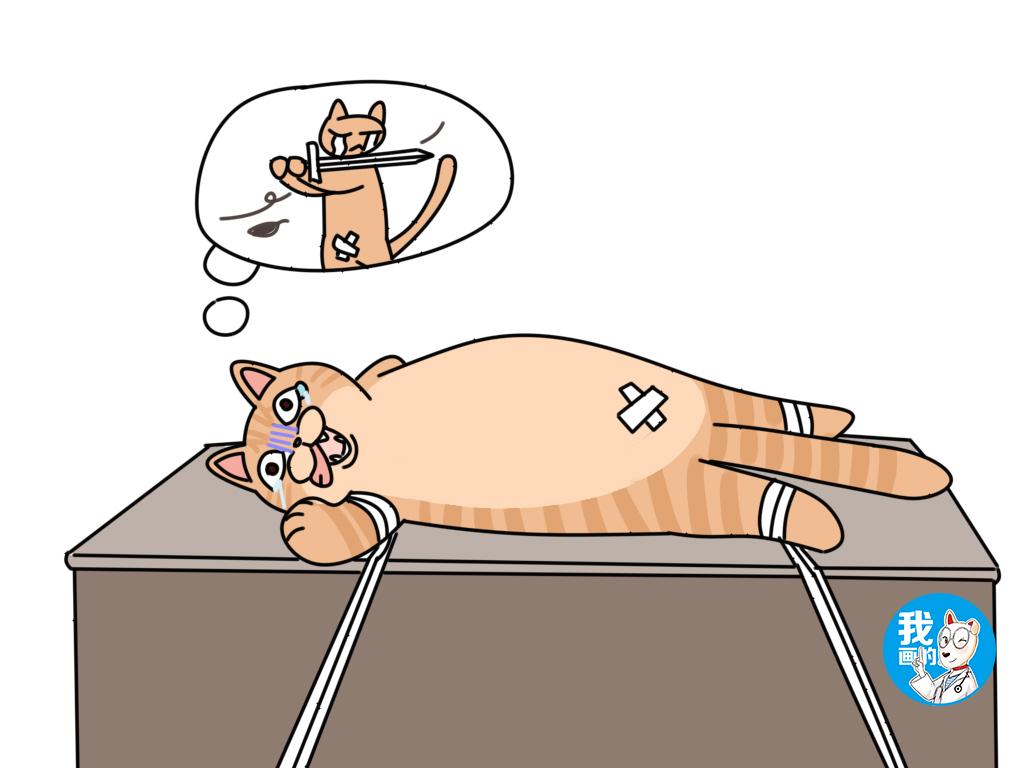 猫咪肚子上异常凸起就是长肿瘤了？原始袋、疝气、肿瘤，傻傻分不清楚？