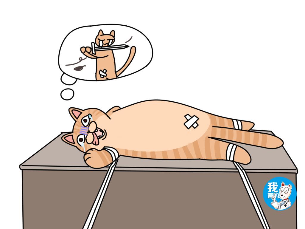 猫咪肚子上异常凸起就是长肿瘤了?原始袋、疝气、肿瘤,傻傻分不清楚? 猫咪肚子上异常凸起就是长肿瘤了?原始袋、疝气、肿瘤,傻傻分不清楚?