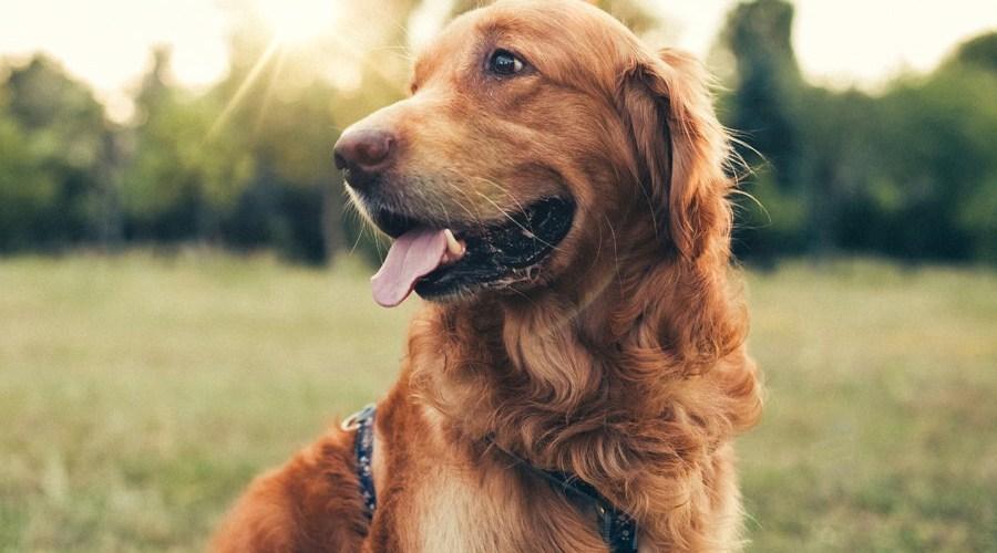 关于狗狗癫痫的五件事，并且会癫痫发作那么主人该怎么办？