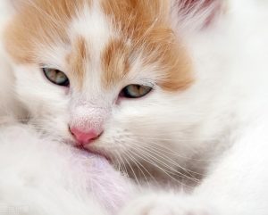 猫咪拉肚子的原因，小猫拉肚子吃什么药管用？