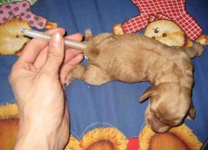 想养柯基犬？先了解好柯基