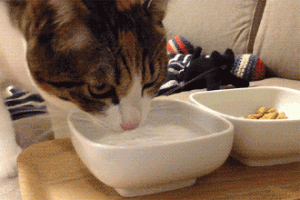 猫咪不能喝什么水？给猫喝这几种水，相当于“慢性自杀”