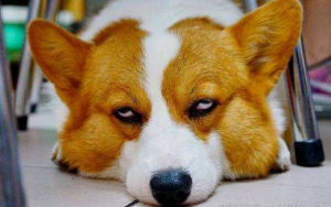 想养柯基犬？先了解好柯基